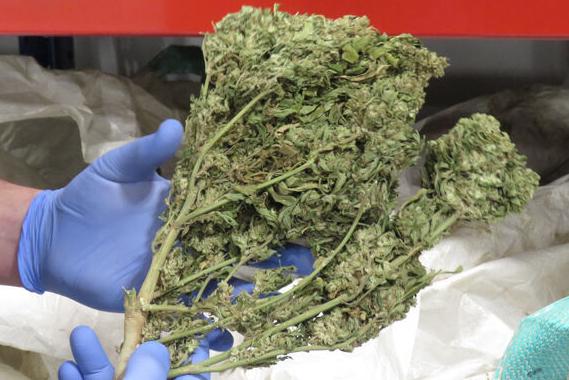 Dried hemp